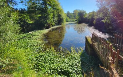 Halte à la prolifération des espèces aquatiques invasives !