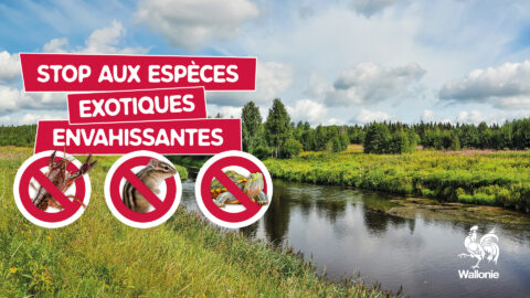 Stop Aux Espèces Exotiques Envahissantes ! | Contrat De Rivière Sambre ...